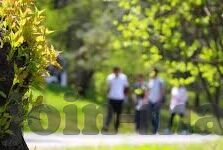 森林舞会在线客户端网址-探索森林舞会在线客户端的奇妙世界